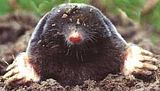 mole.jpg image by Chipeight